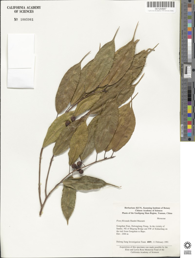 Ficus filicauda var. filicauda
