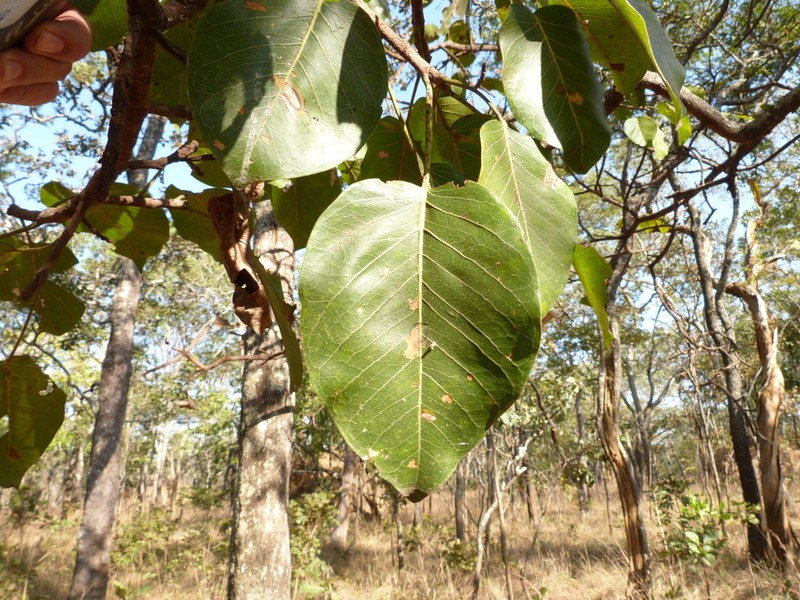 Ficus fischeri photo 2