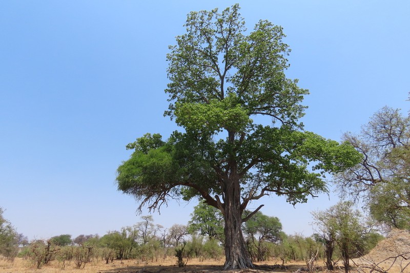 Ficus fischeri photo 3