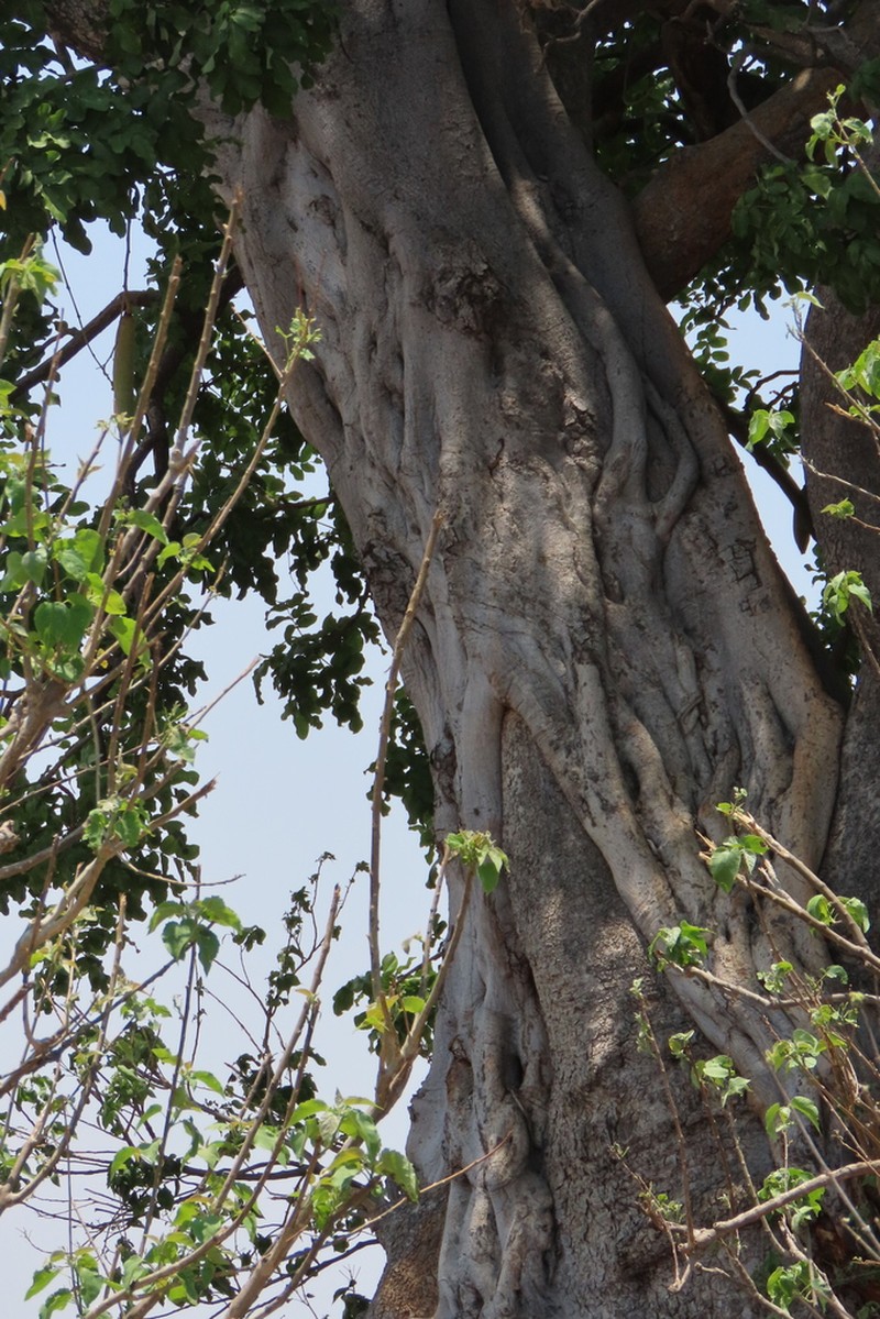 Ficus fischeri photo 5