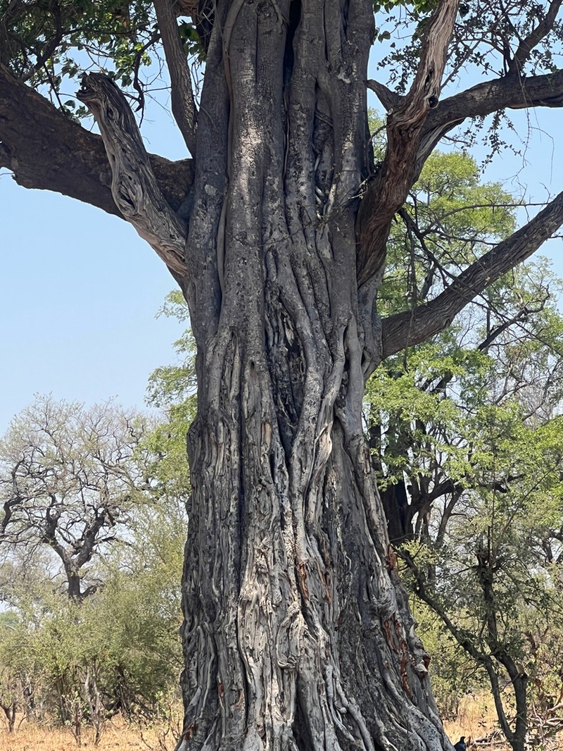 Ficus fischeri photo 6