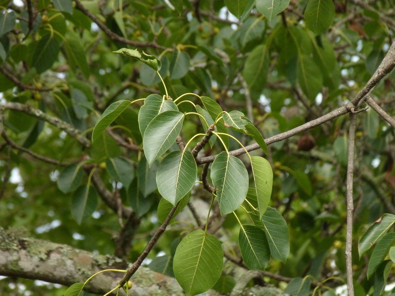Ficus fischeri photo 7