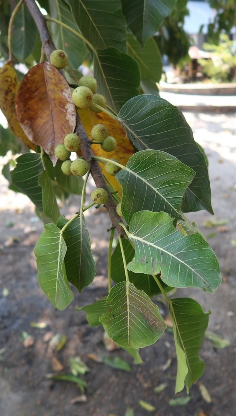 Ficus fischeri photo 8