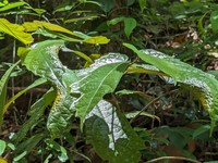 Ficus fiskei