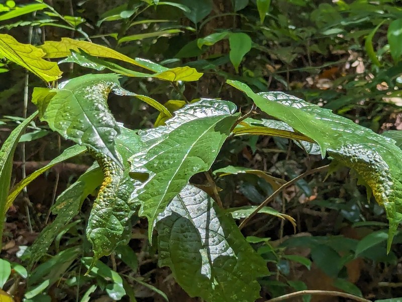 Ficus fiskei