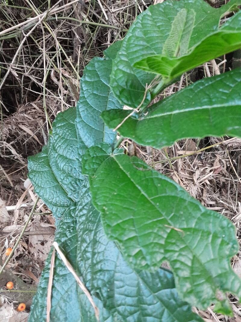 Ficus fiskei photo 6