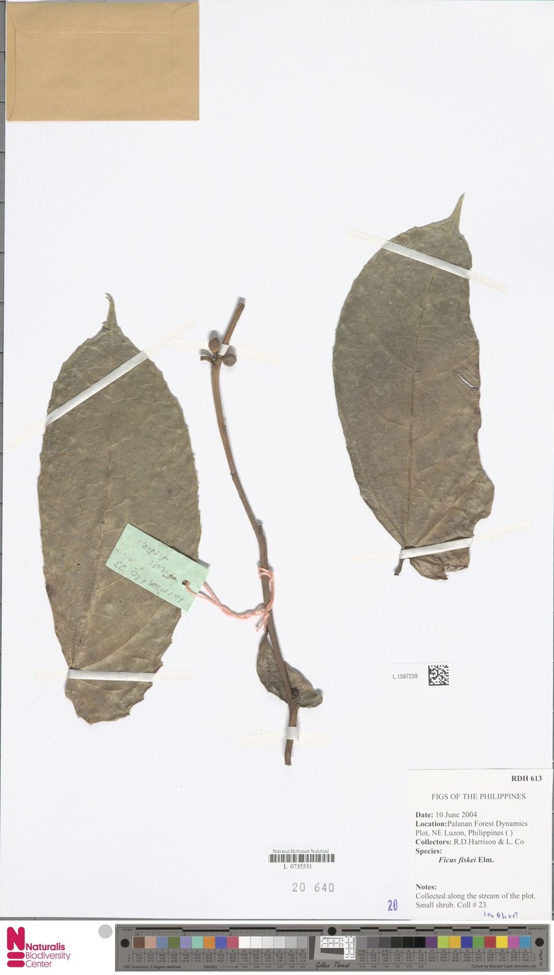 Ficus fiskei photo 7