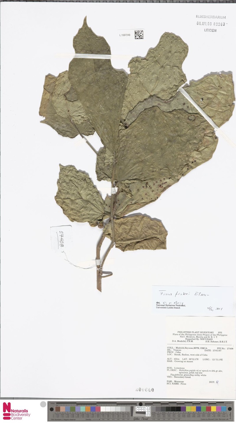 Ficus fiskei photo 8