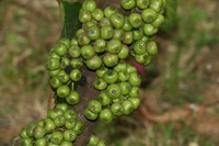 Ficus fistulosa