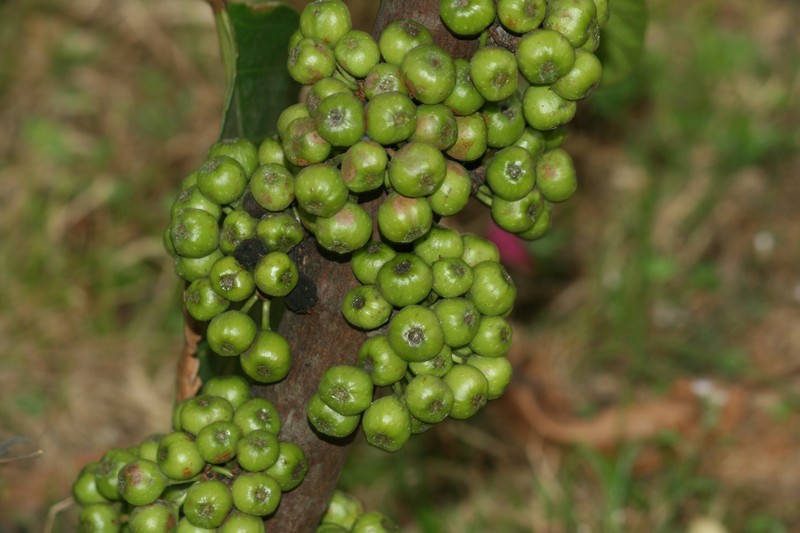 Ficus fistulosa