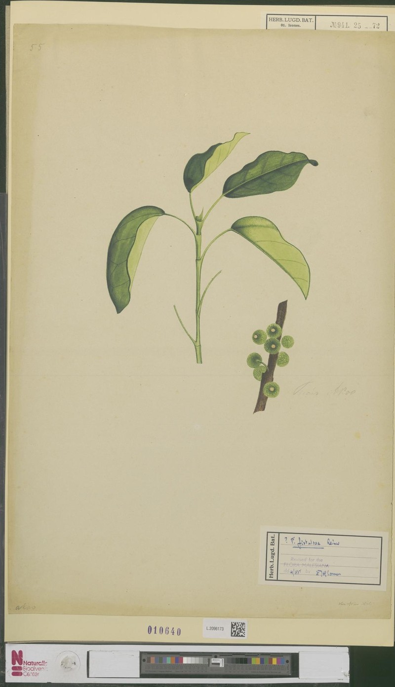 Ficus fistulosa photo 2