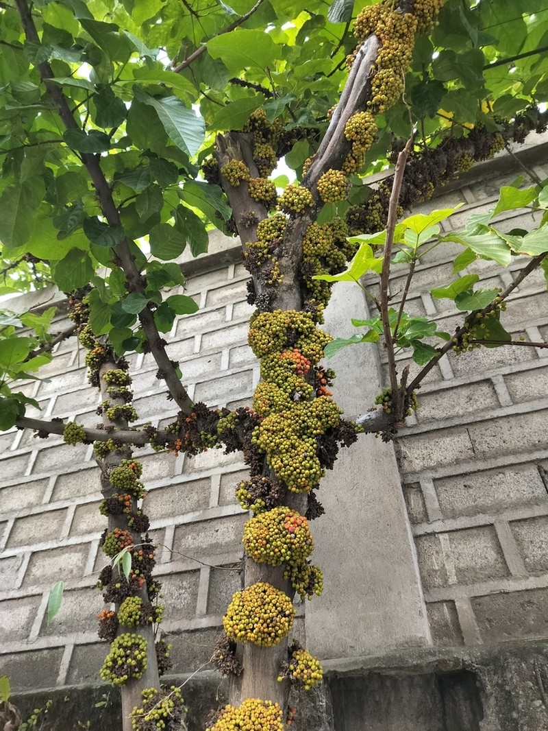 Ficus fistulosa photo 3
