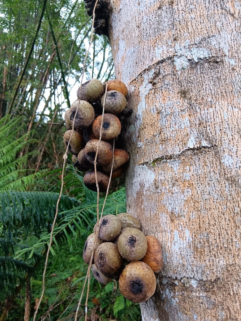 Ficus fistulosa photo 4
