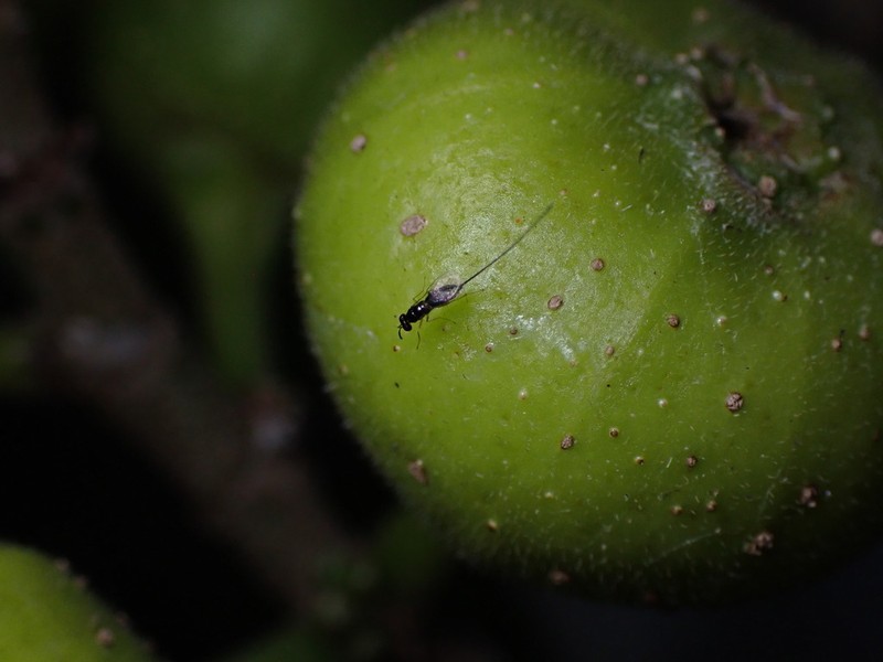 Ficus fistulosa photo 5
