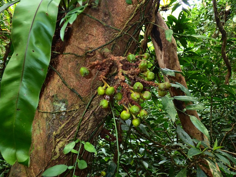 Ficus fistulosa photo 6