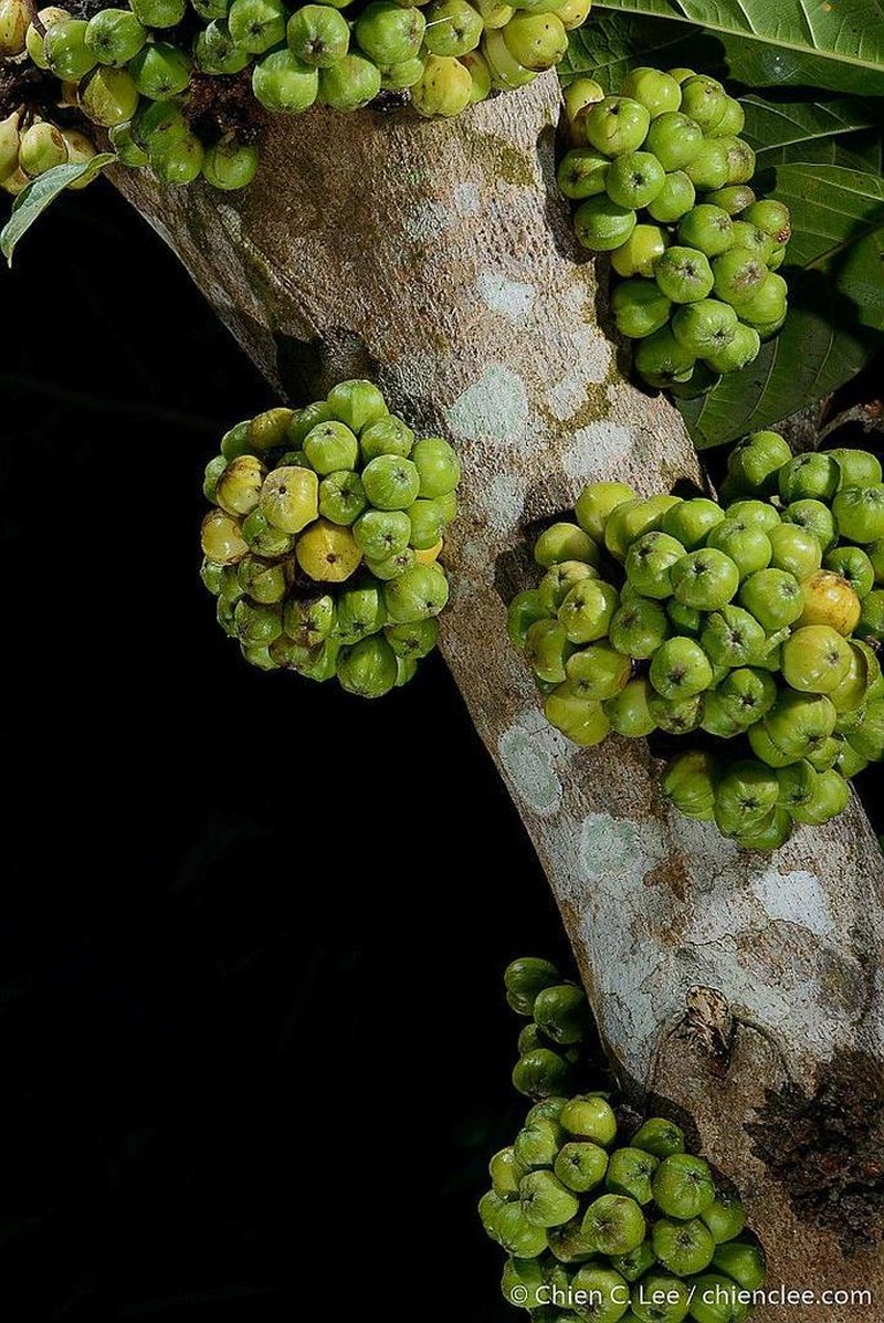 Ficus fistulosa photo 7
