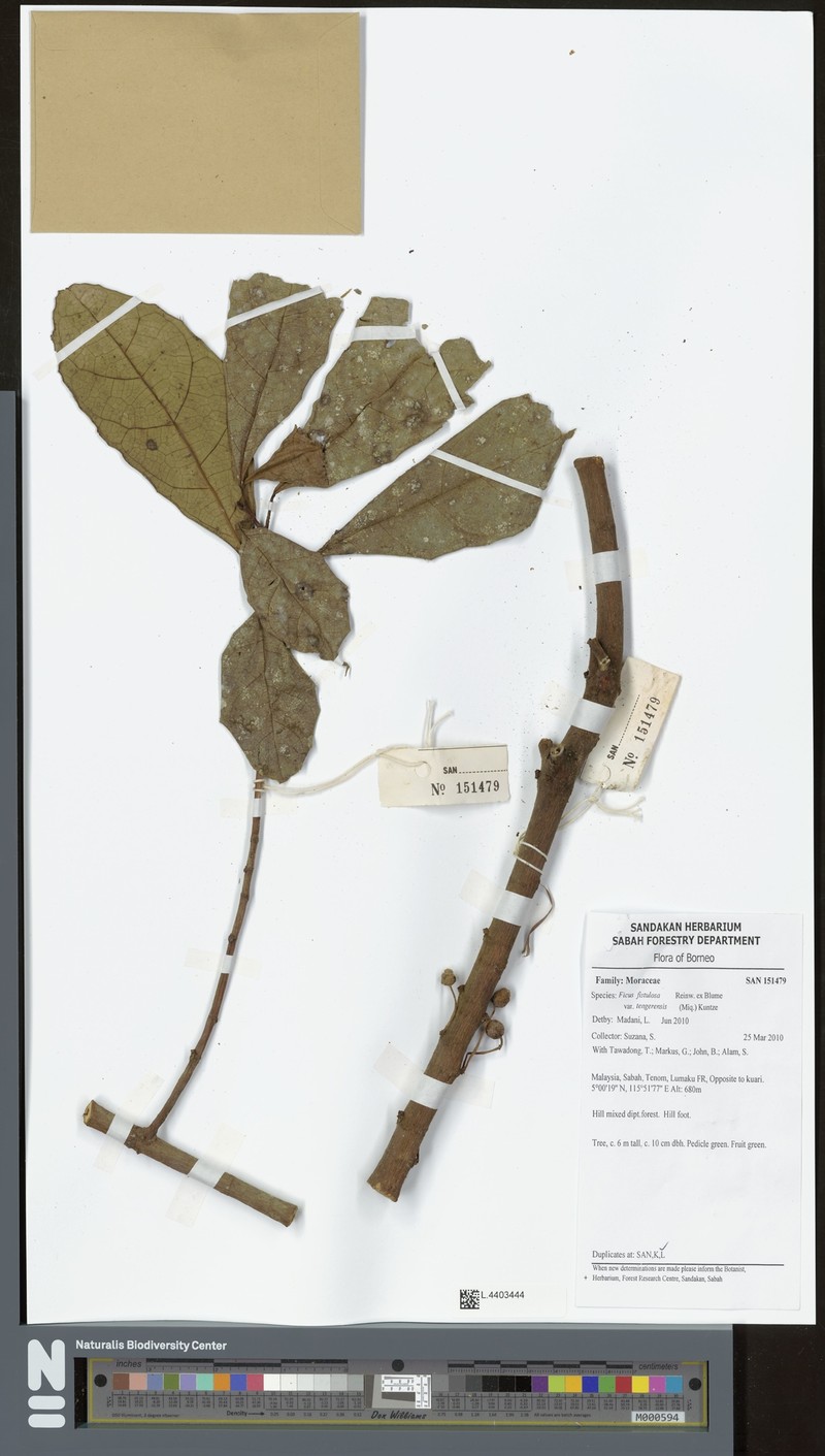Ficus fistulosa var. tengerensis
