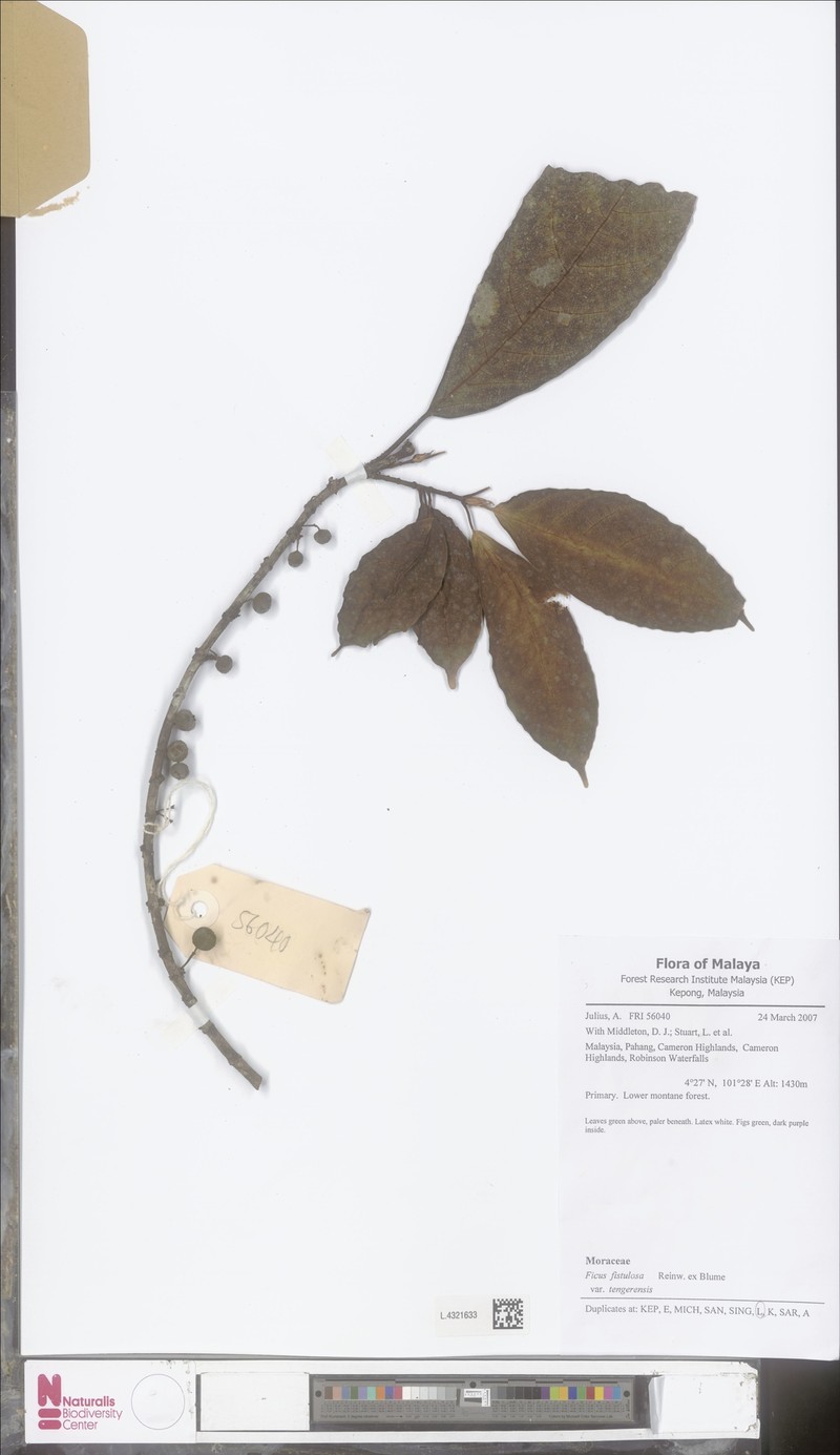 Ficus fistulosa var. tengerensis photo 2