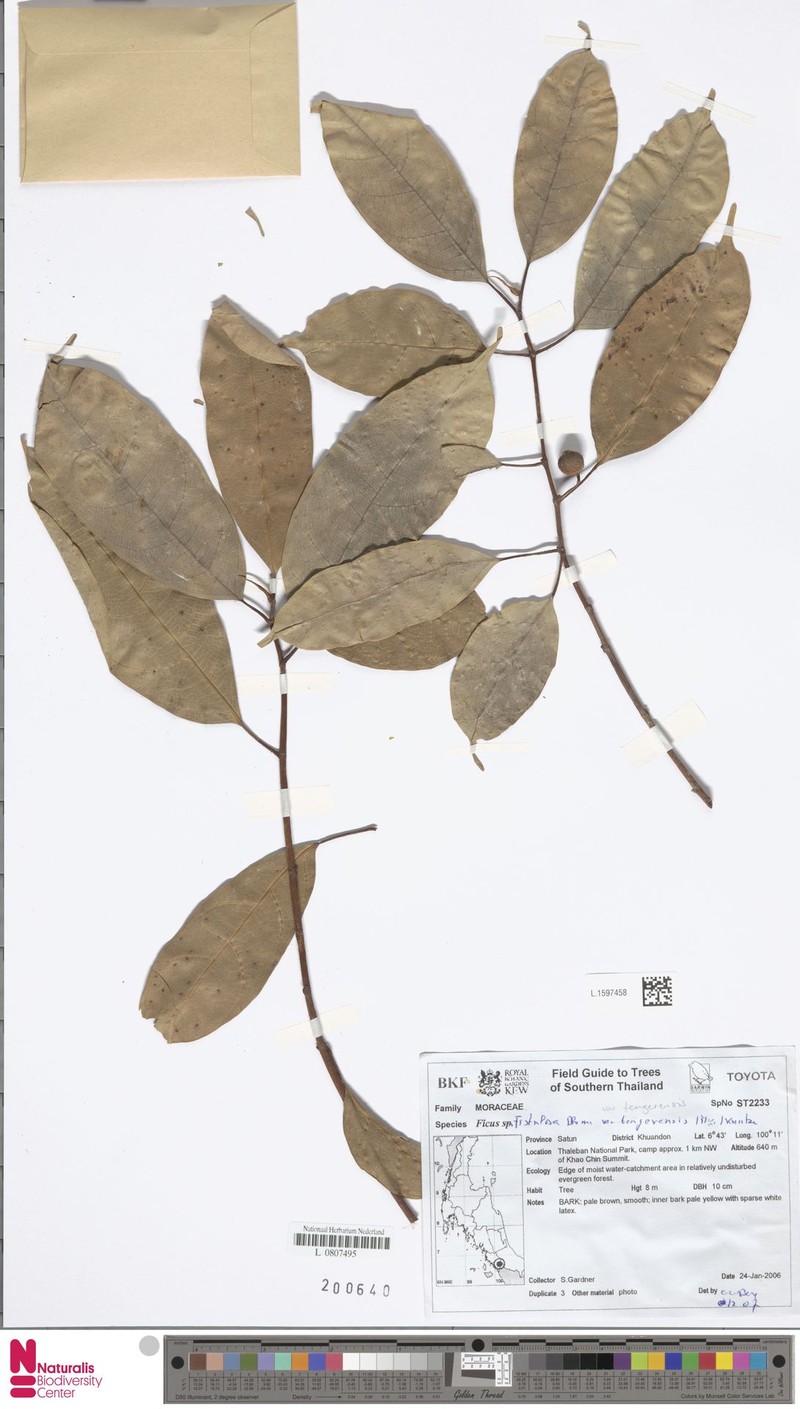 Ficus fistulosa var. tengerensis photo 3
