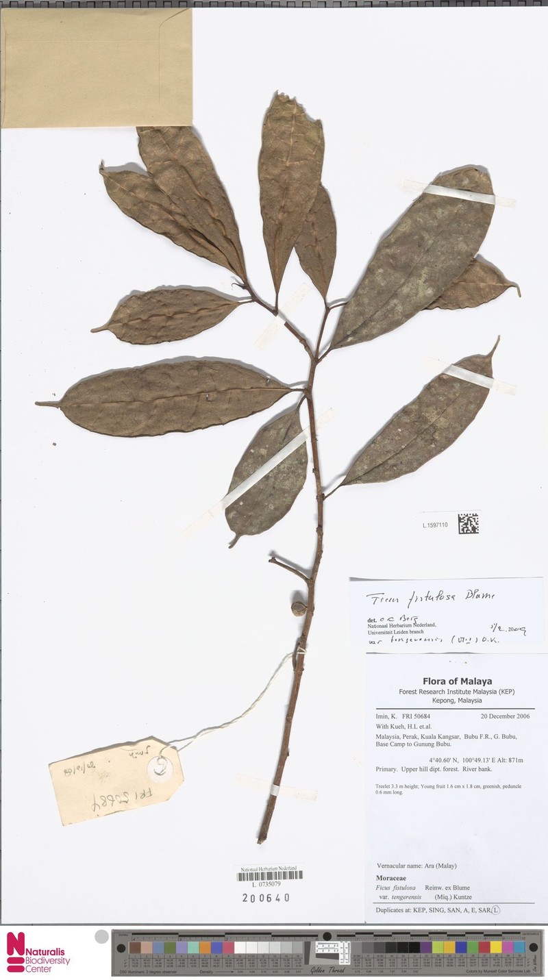 Ficus fistulosa var. tengerensis photo 4