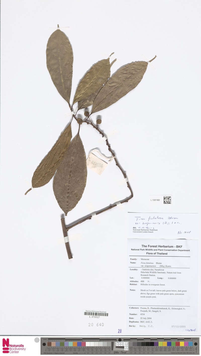 Ficus fistulosa var. tengerensis photo 5