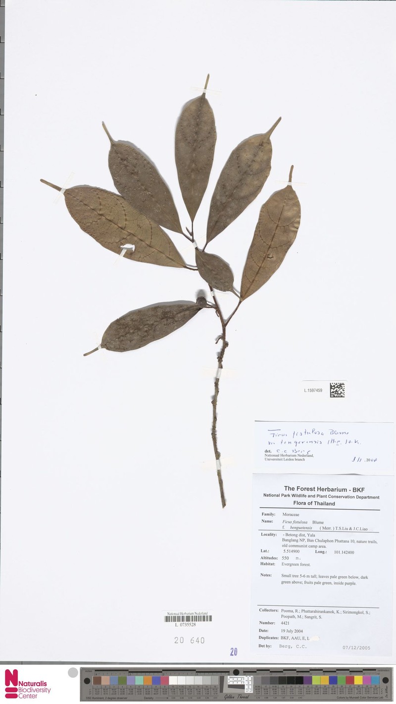 Ficus fistulosa var. tengerensis photo 6