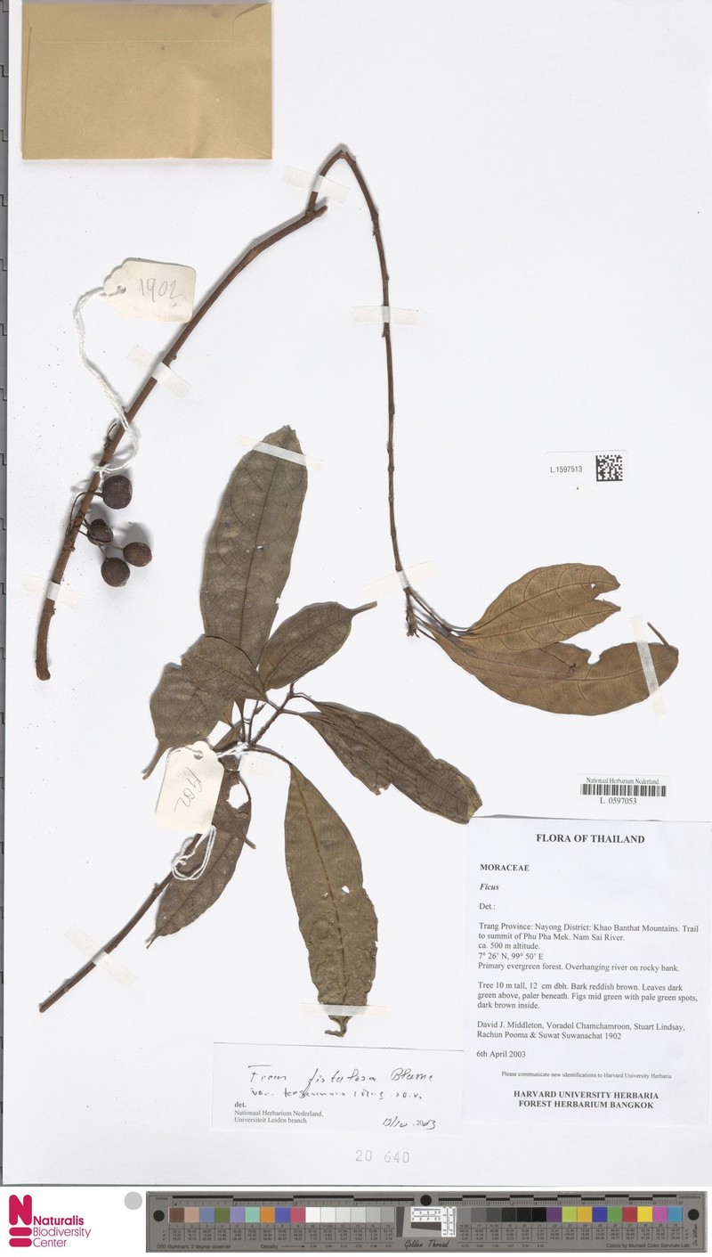 Ficus fistulosa var. tengerensis photo 7