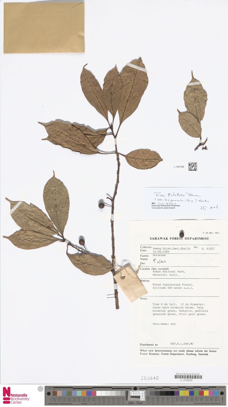 Ficus fistulosa var. tengerensis photo 8