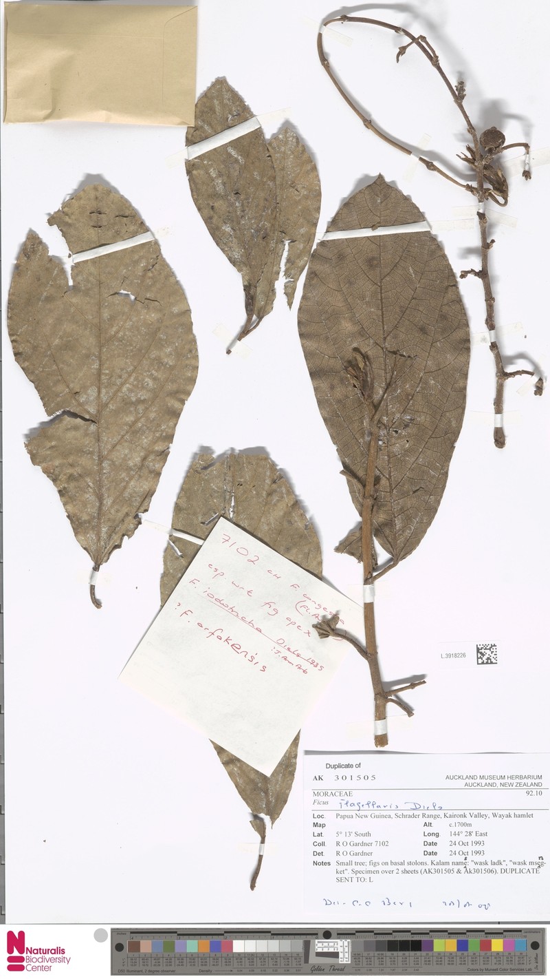 Ficus flagellaris