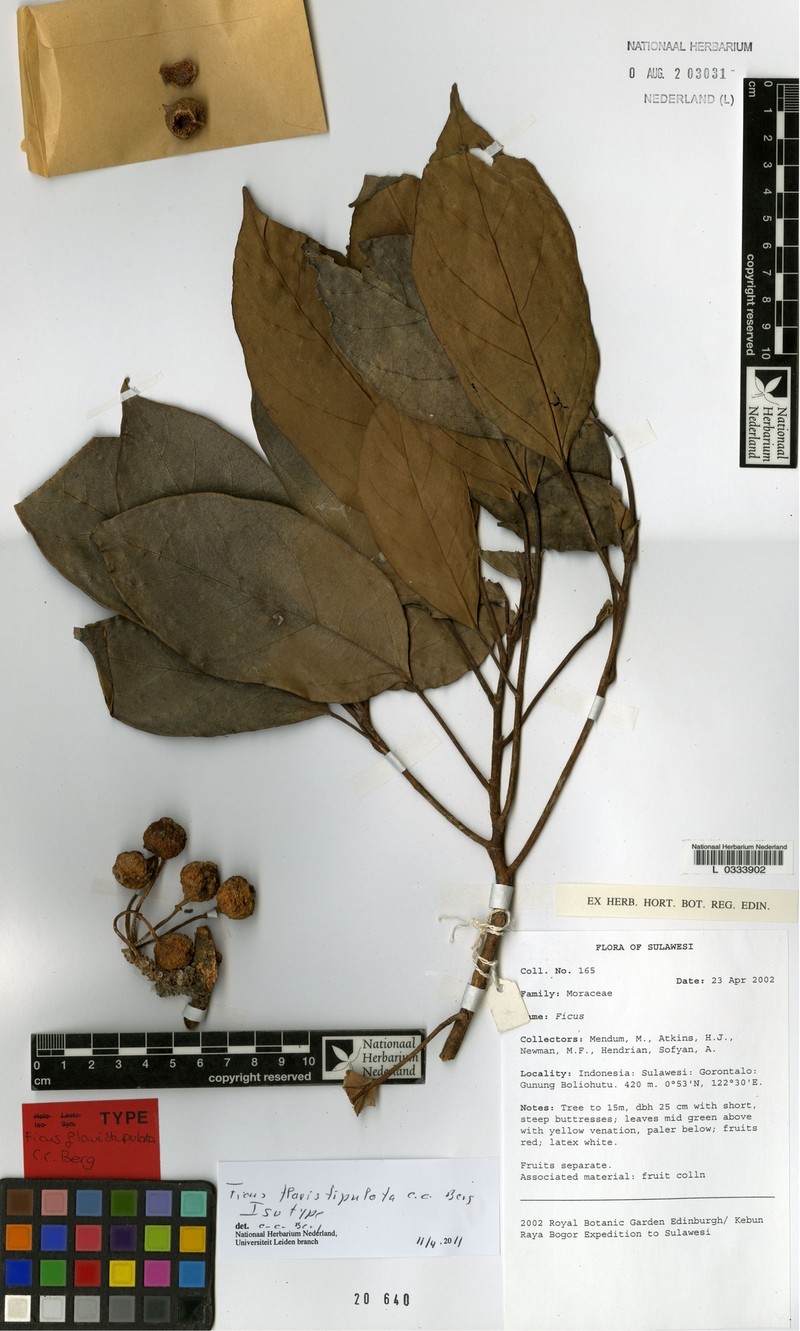 Ficus flavistipulata