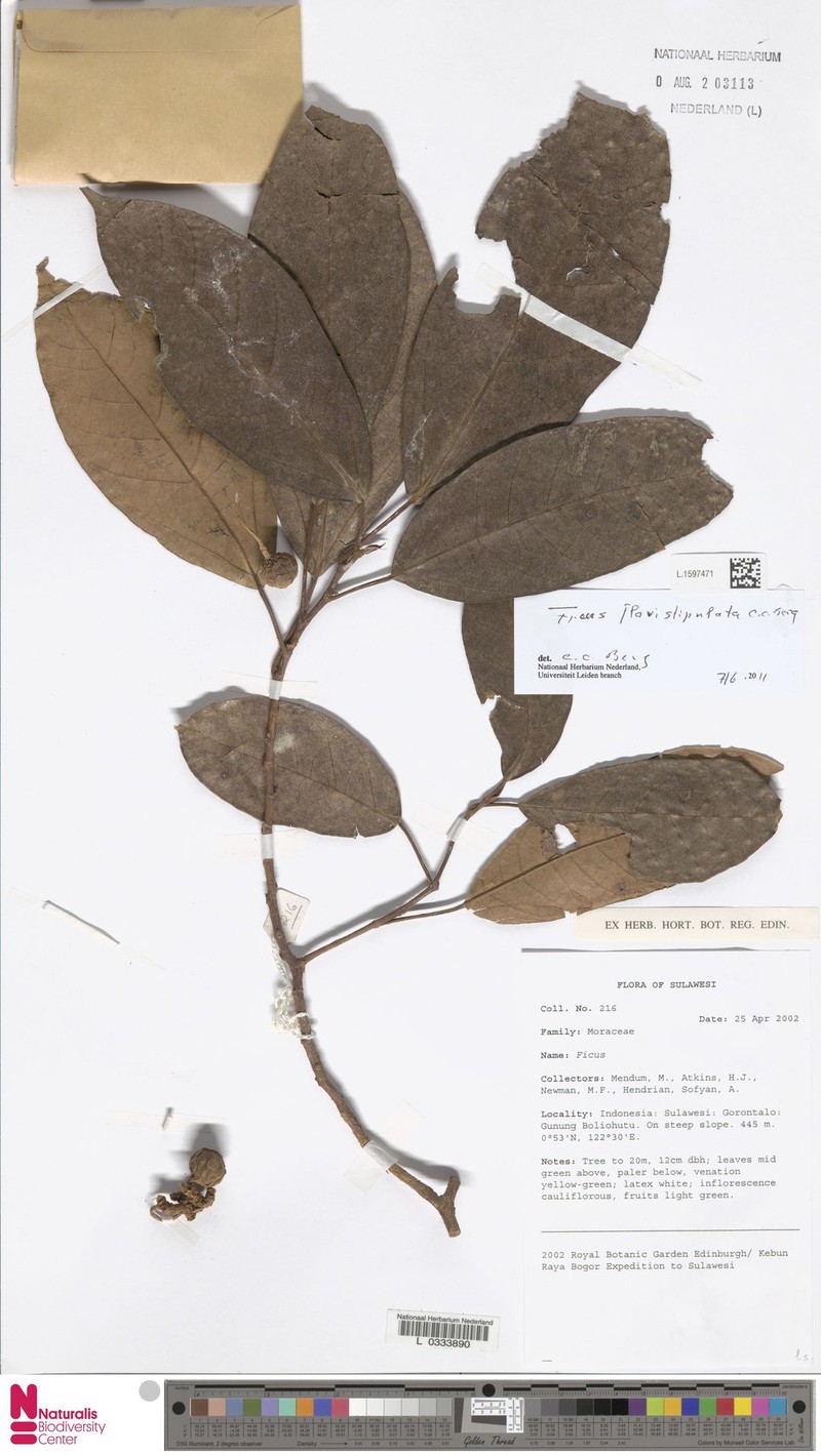 Ficus flavistipulata photo 2