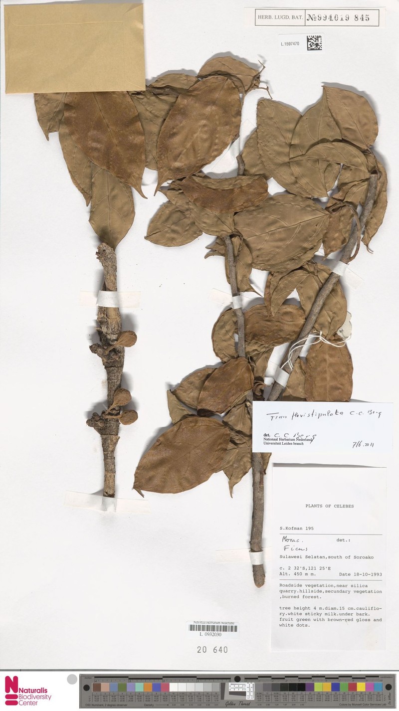 Ficus flavistipulata photo 3