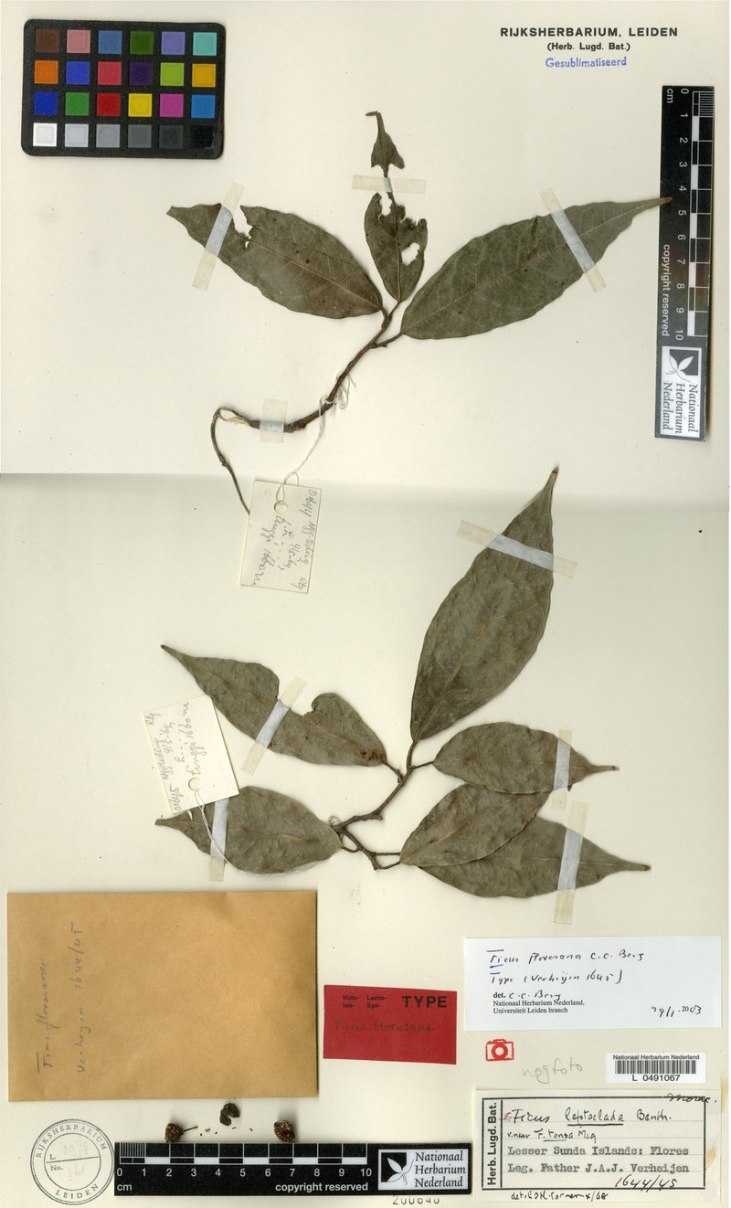 Ficus floresana