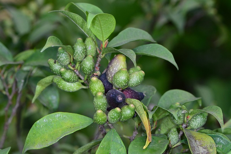 Ficus formosana