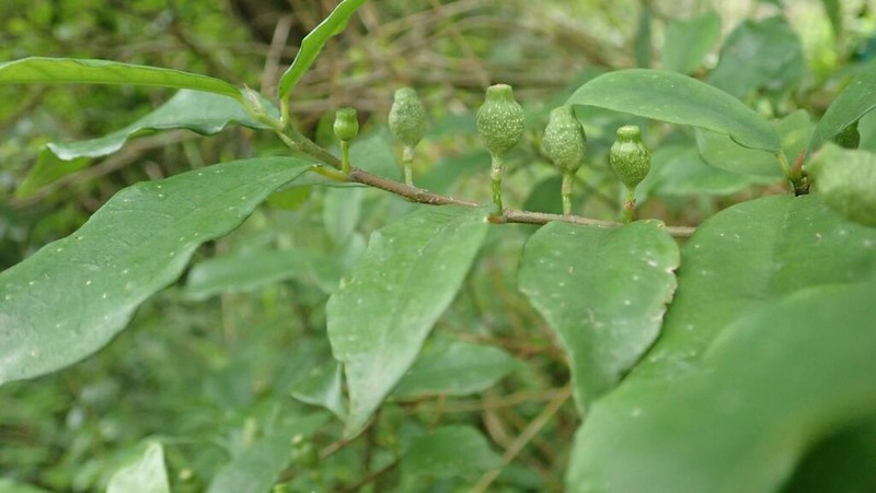 Ficus formosana photo 2