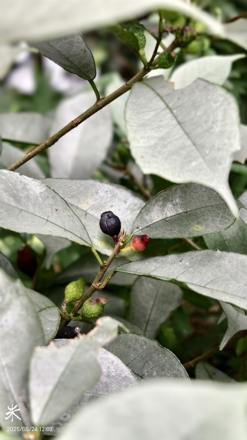 Ficus formosana photo 3
