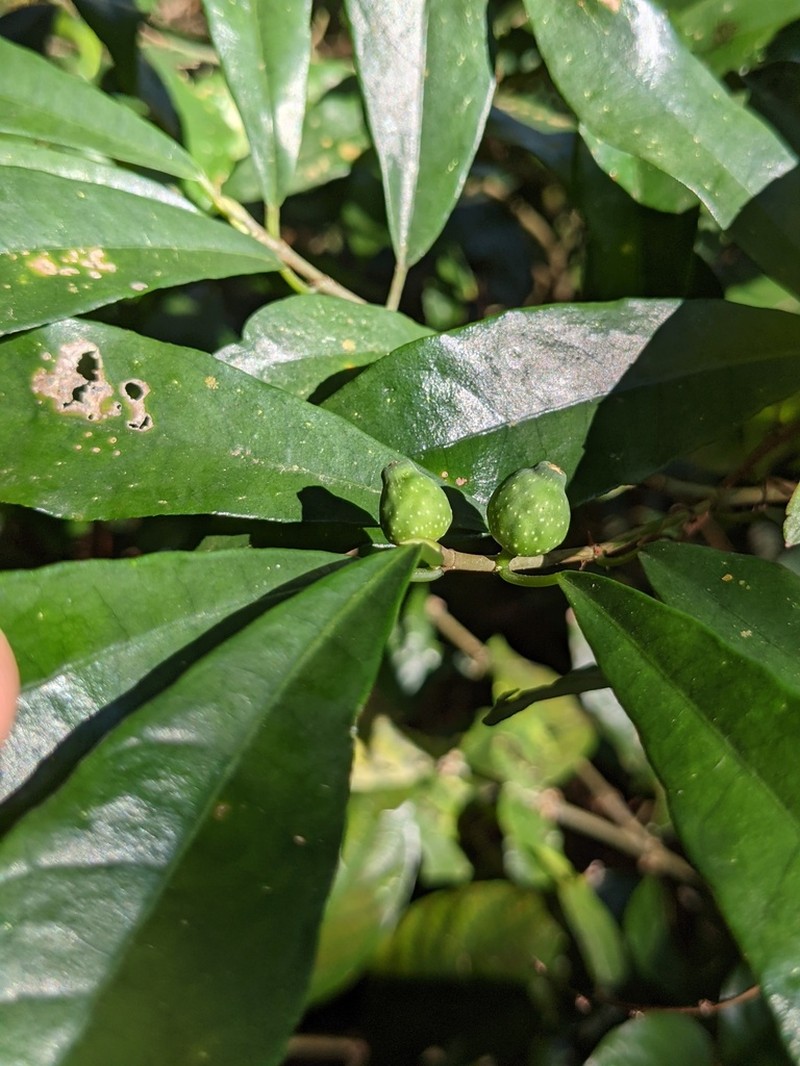 Ficus formosana photo 4