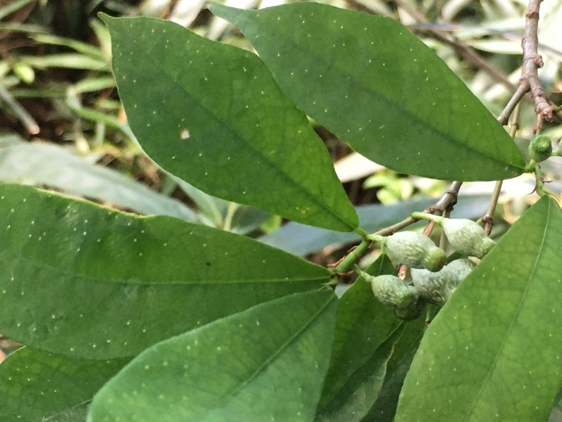 Ficus formosana photo 5