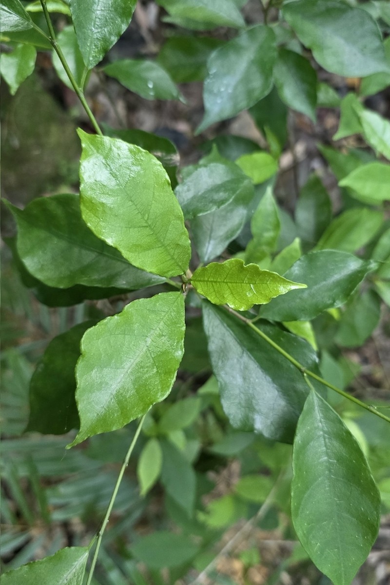 Ficus formosana photo 6