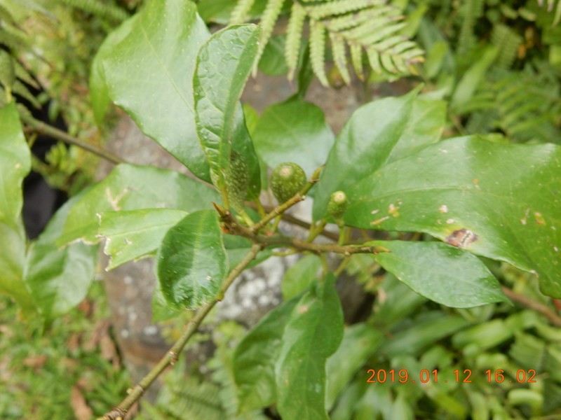 Ficus formosana photo 7