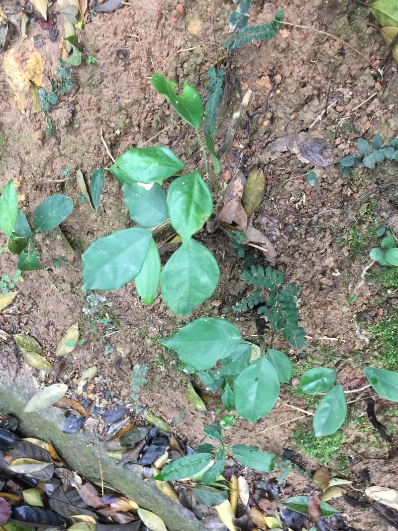 Ficus formosana photo 8