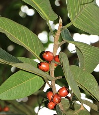 Ficus forstenii