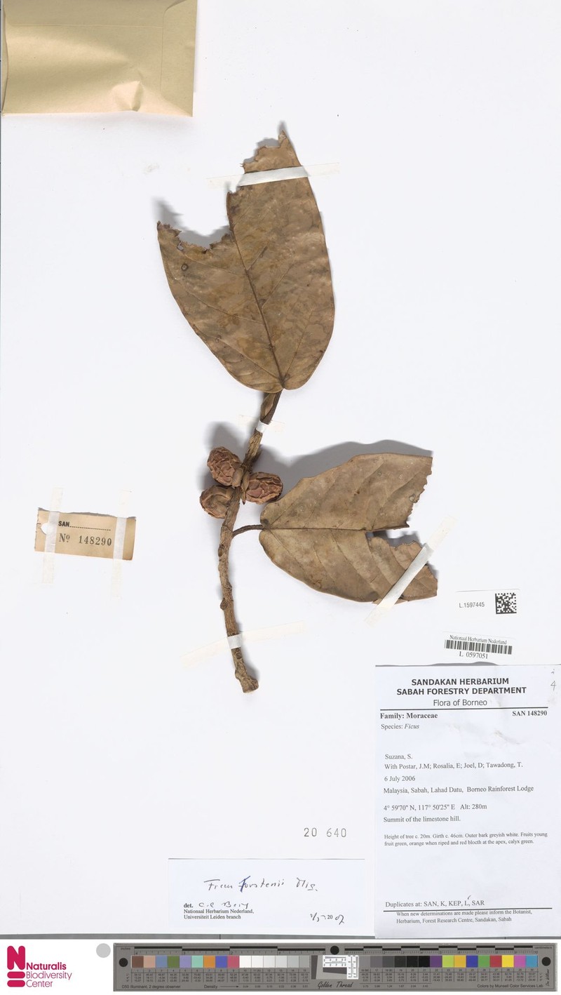 Ficus forstenii photo 3