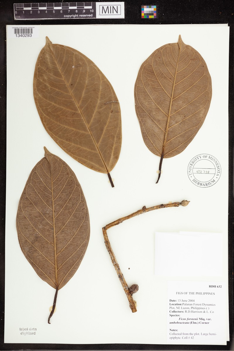 Ficus forstenii photo 4