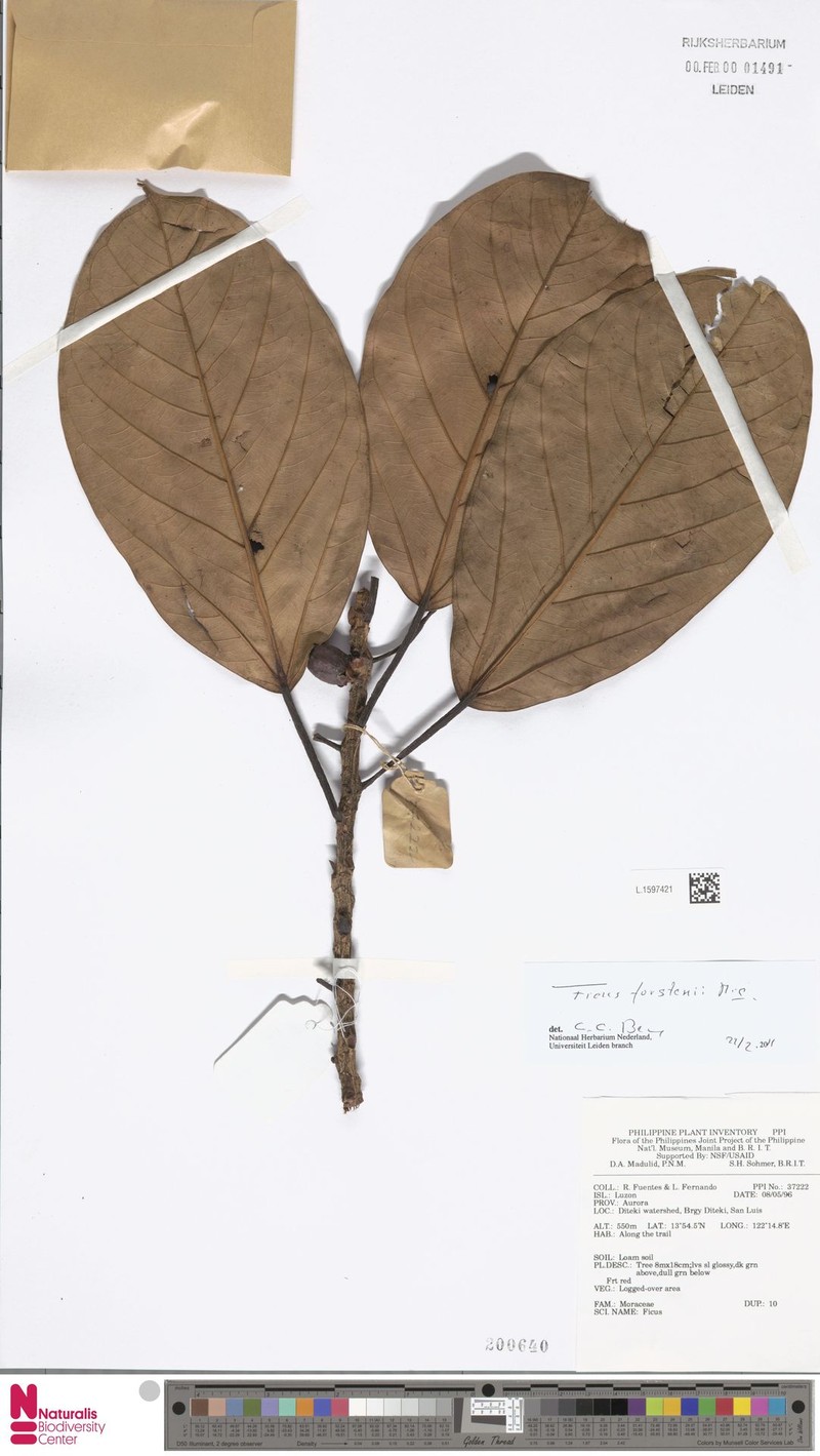 Ficus forstenii photo 5