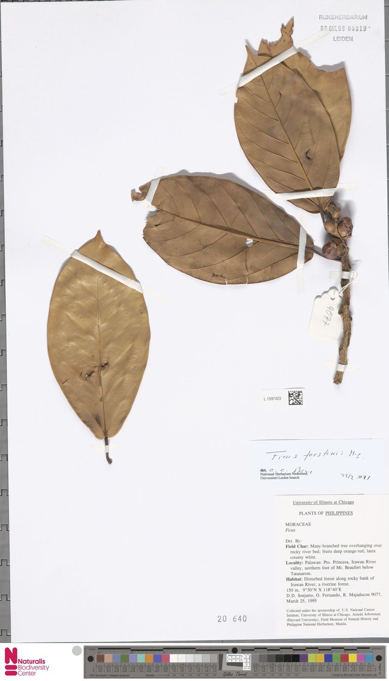 Ficus forstenii photo 6