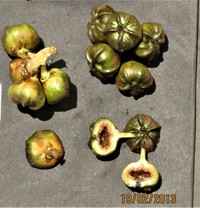Ficus francisci