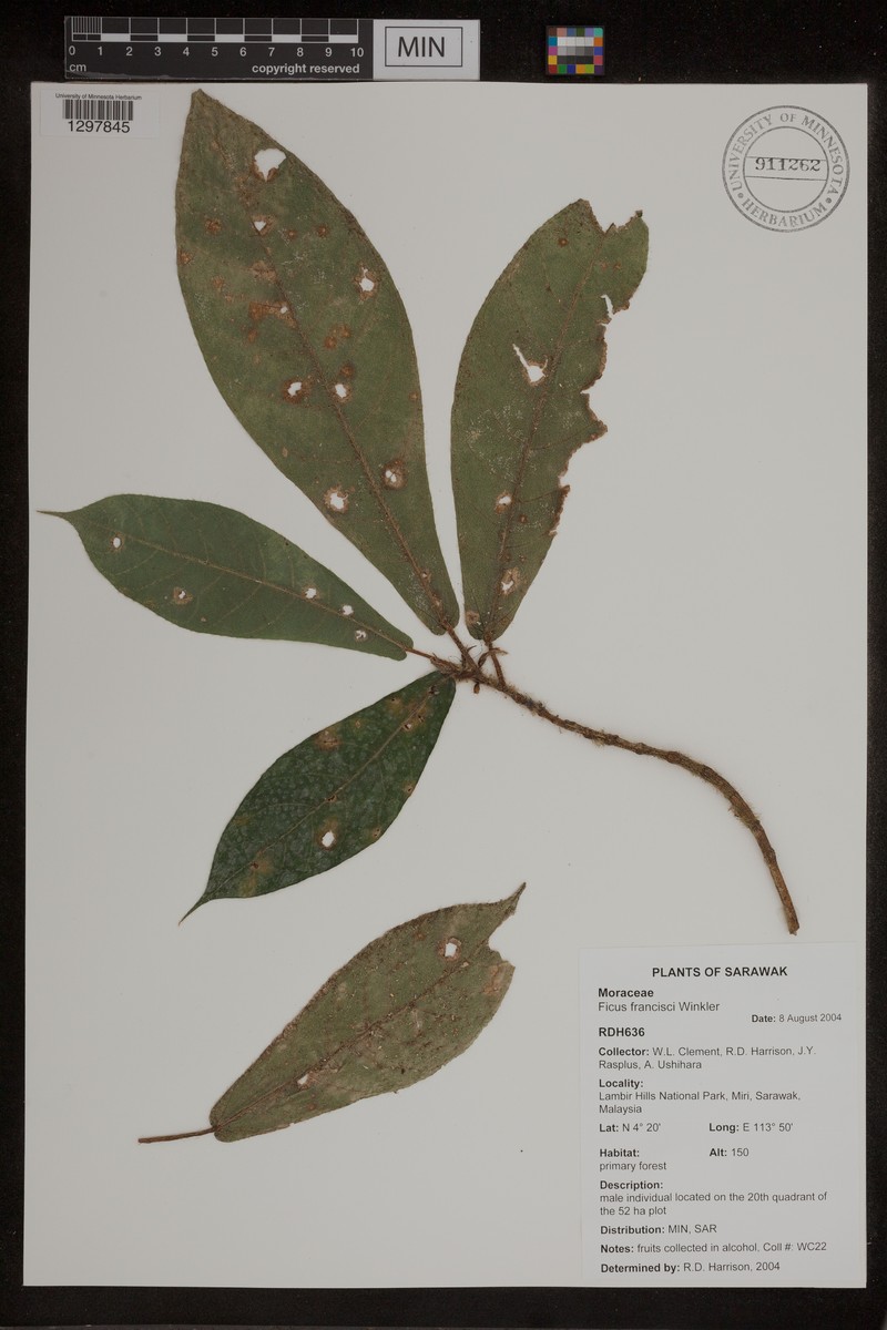 Ficus francisci photo 5