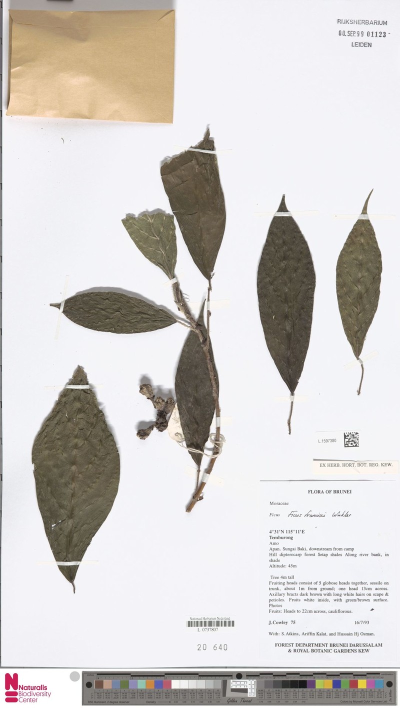 Ficus francisci photo 7