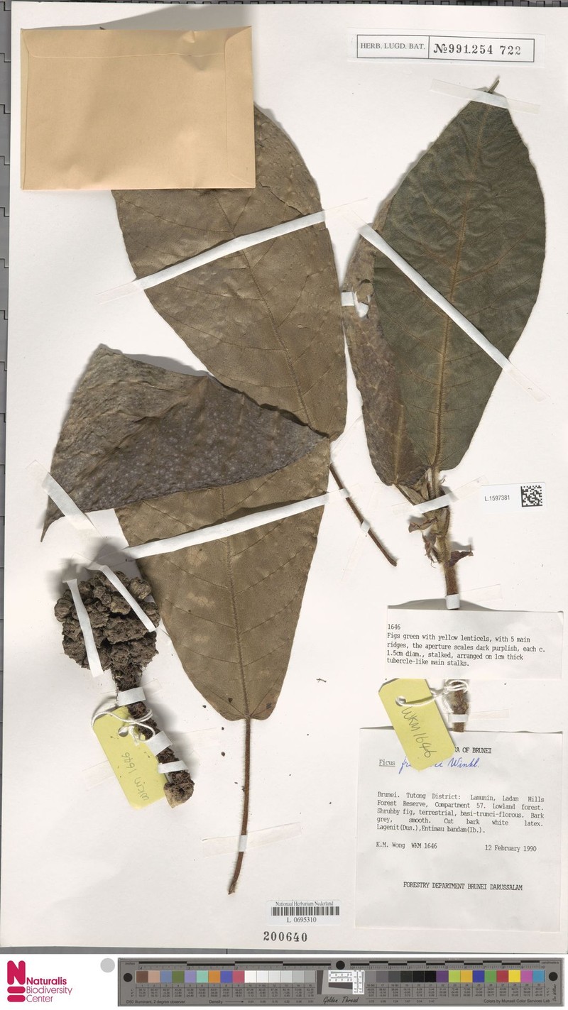 Ficus francisci photo 8
